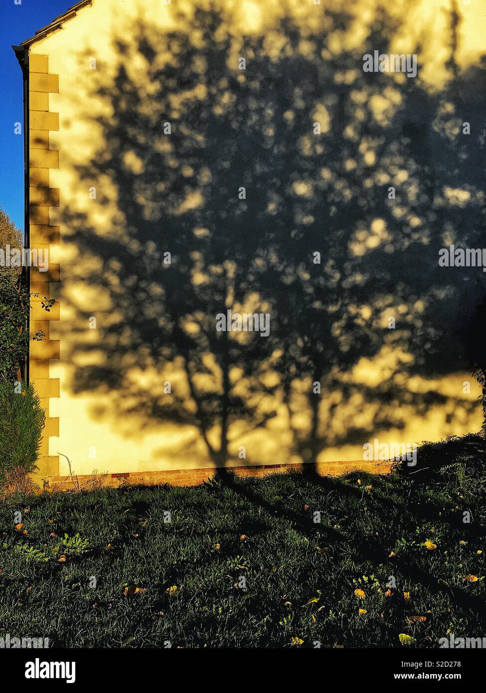 Baum Schatten an der Seite eines Hauses Stockfoto