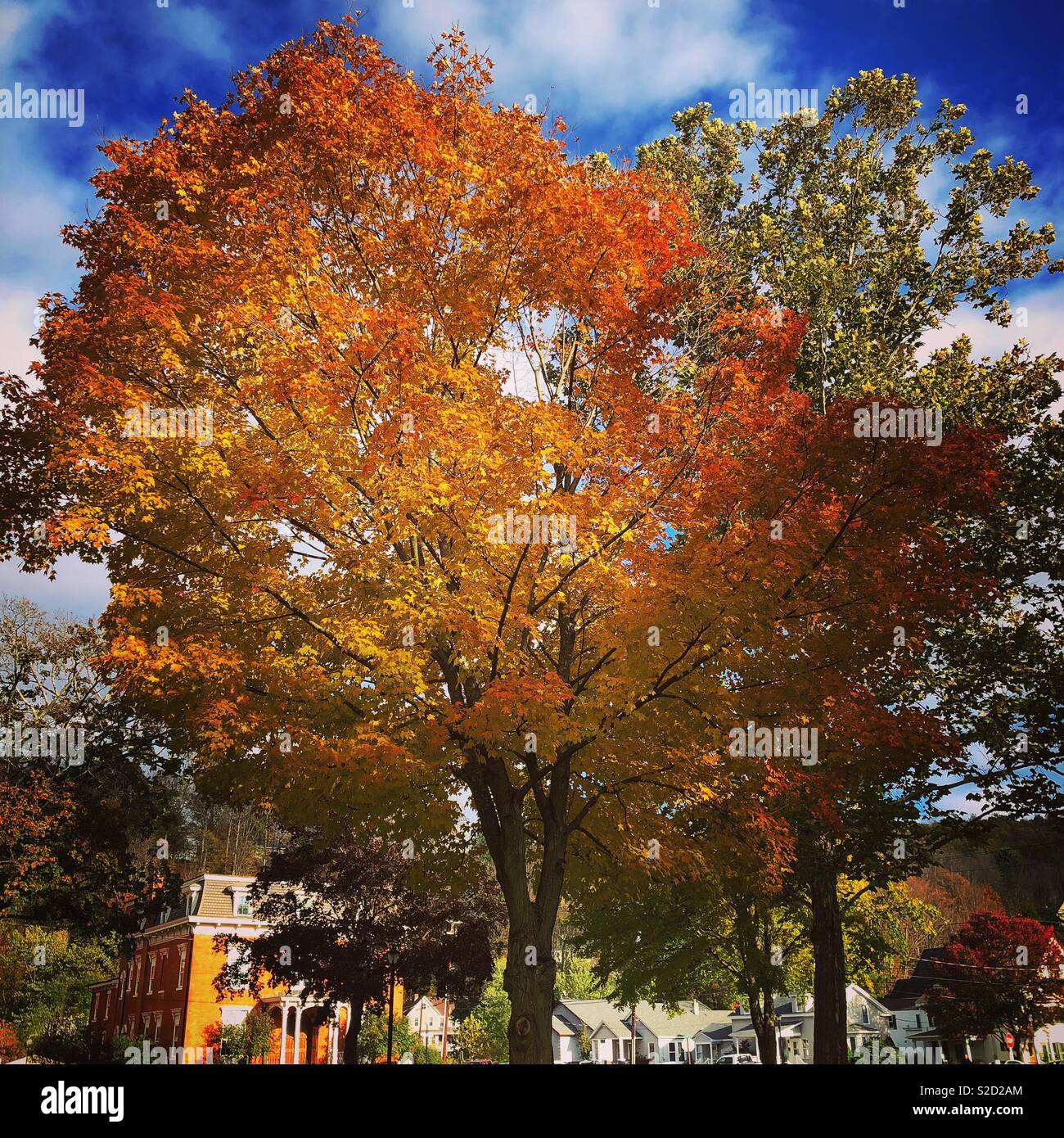 Ändern der Blätter, Central Park, Honesdale, Pennsylvania Stockfoto