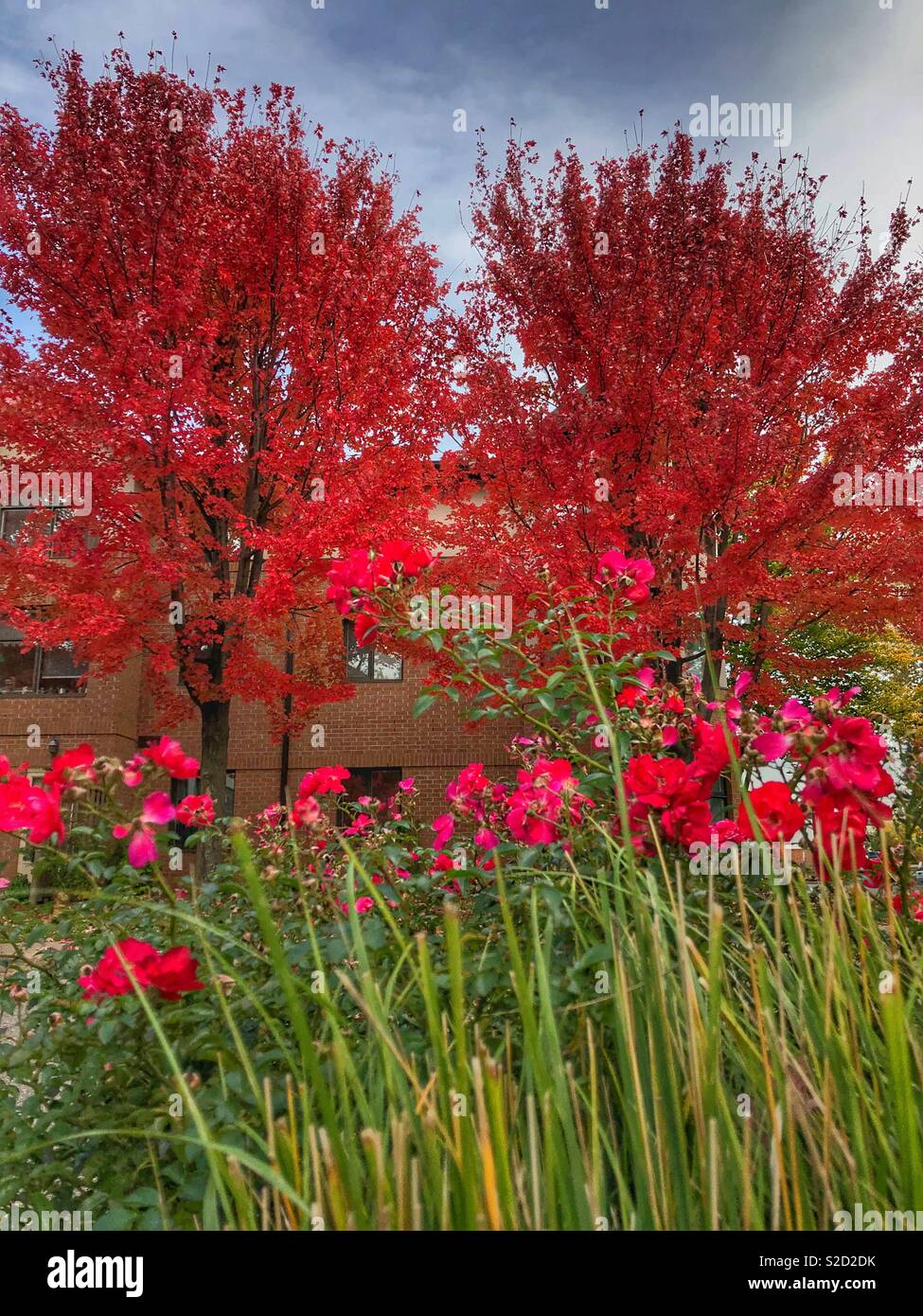 Leuchtend rote Blätter im Herbst. - Smartphone-aufgenommenes Stockfoto