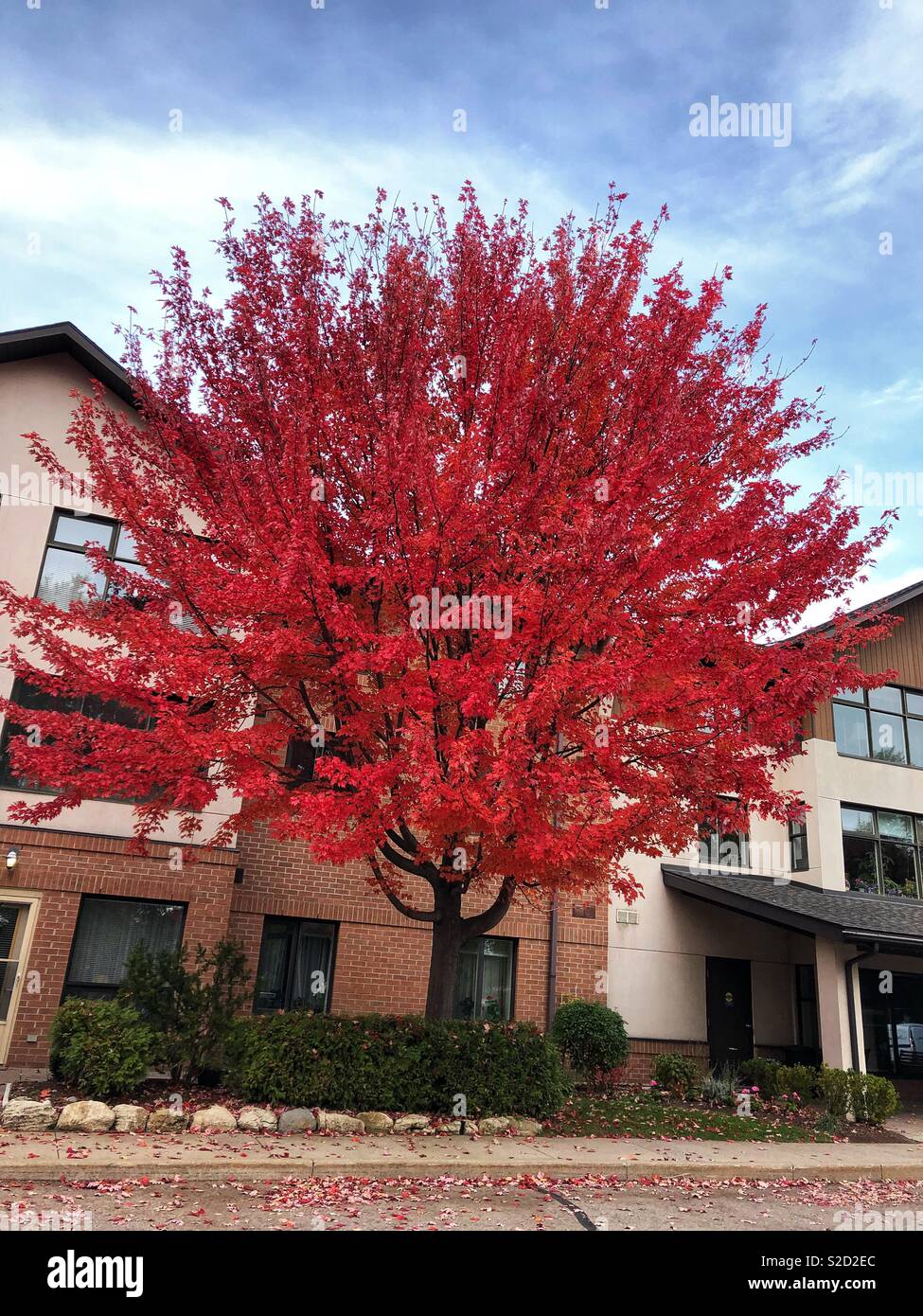 Herbstfärbung. - Smartphone-aufgenommenes Stockfoto