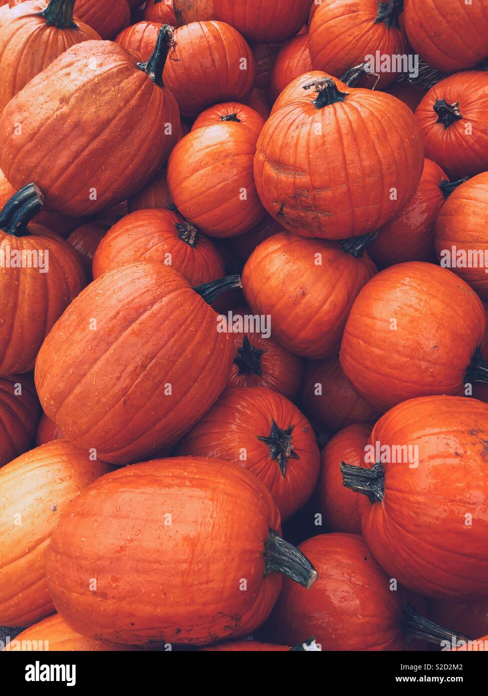 Orange Farbe ist der Herbst Trend Stockfoto