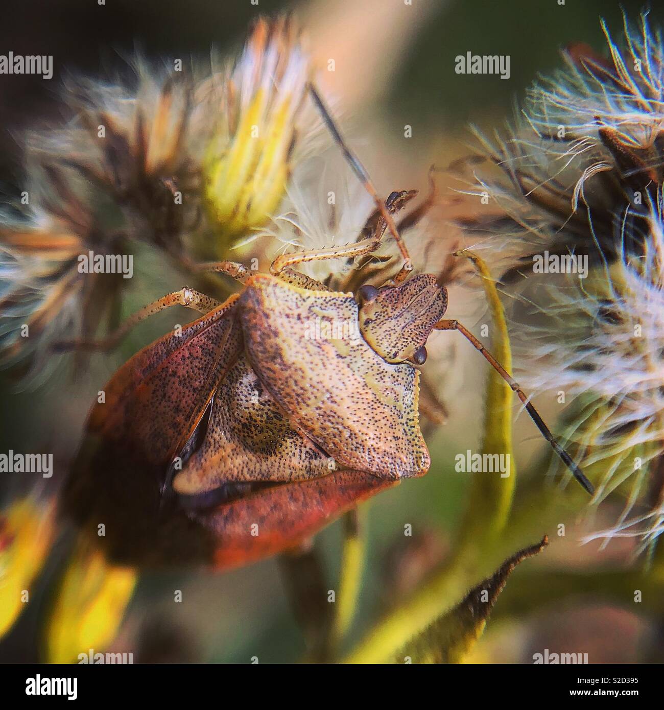 Braun marmorated stinken Bug, Wayne County, Pennsylvania Stockfoto
