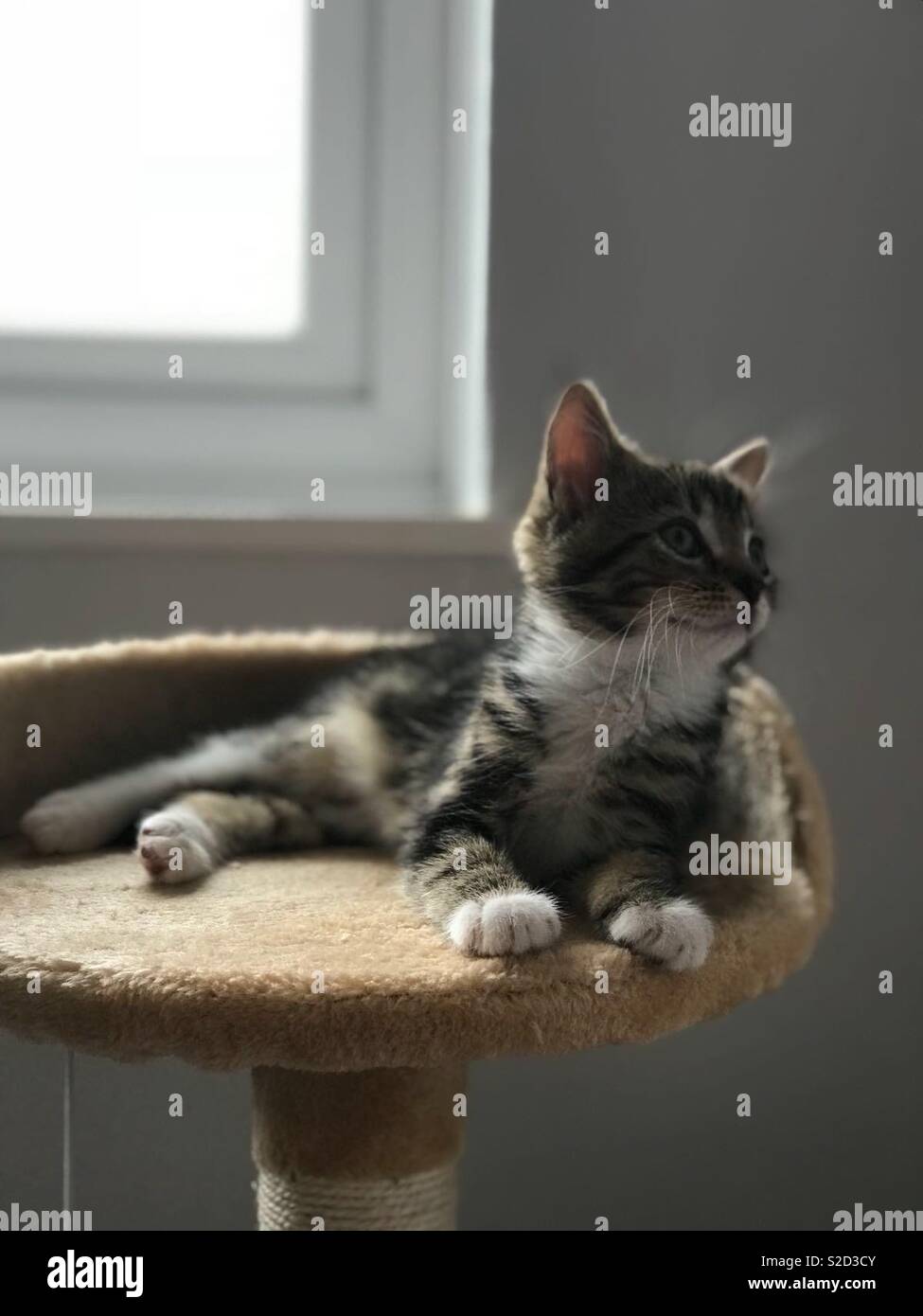 Was Sie auf der Suche nach Kitty Cat Stockfoto