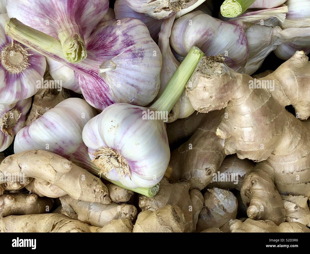 Frischer Knoblauch und Ingwer Knollen. Stockfoto