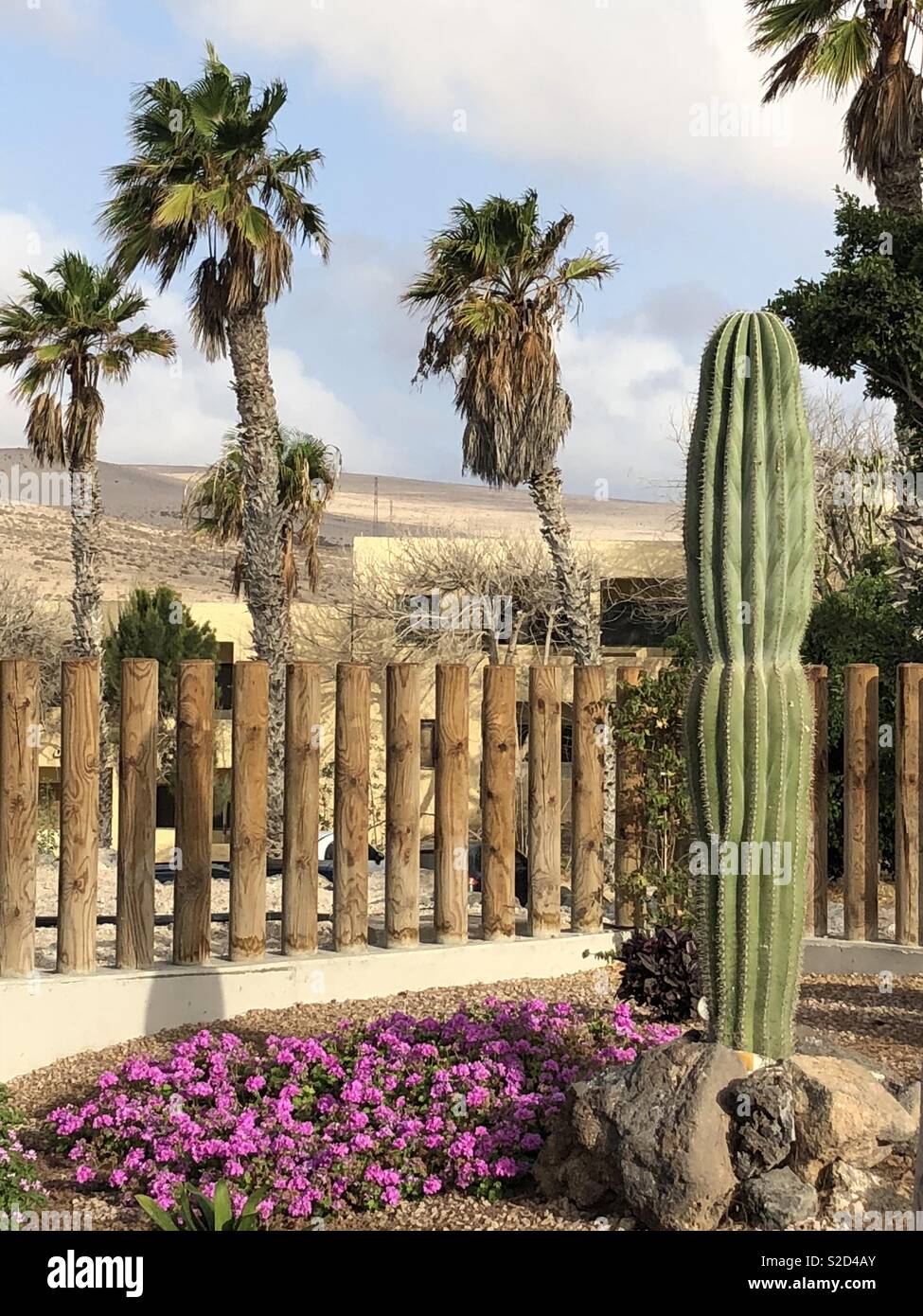 Garten am Rande der Wüste in Fuerteventura, Kanarische Inseln, Spanien. - Smartphone-aufgenommenes Stockfoto
