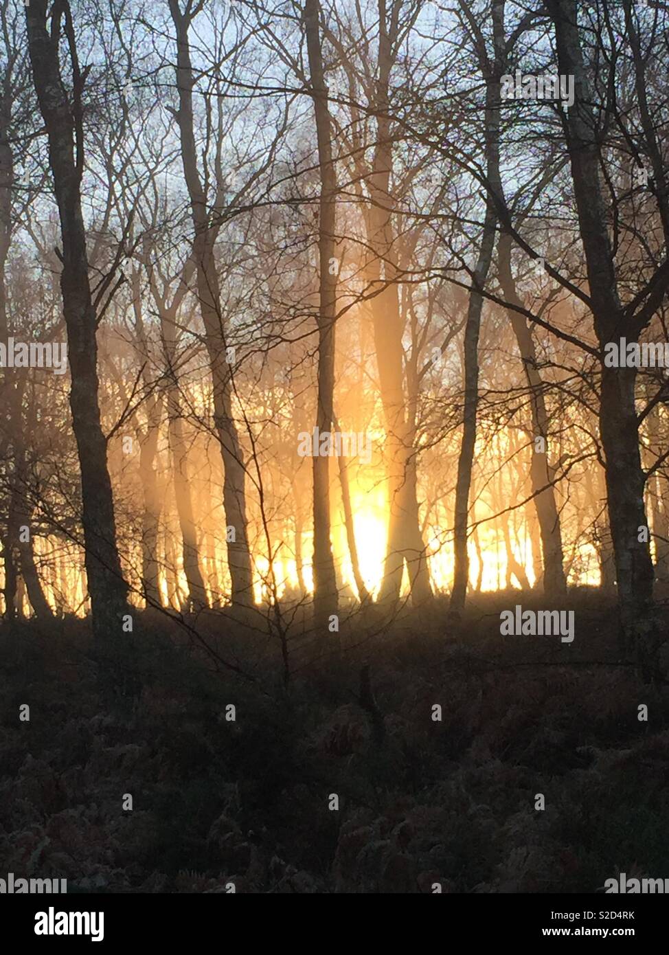 Sonnenaufgang über Bäume Stockfoto