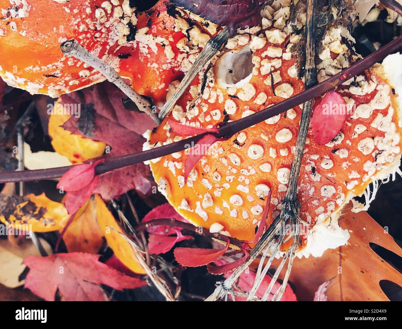 Der Herbst ist für Pilze Stockfoto