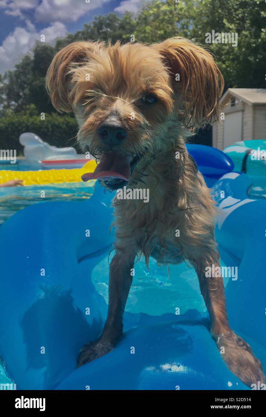Yorkie auf Pool float Stockfoto