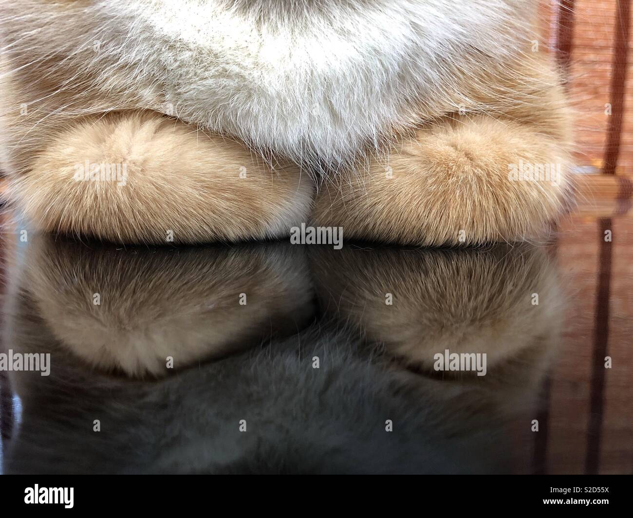 Reflexion von Ginger cat Mit gefalteten Pfoten im kitty Laib Position - Smartphone-aufgenommenes Stockfoto