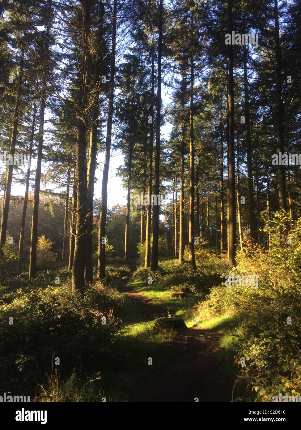 Woodland Pfad Chawton Park Woods, Medstead, Hampshire, England, Vereinigtes Königreich. Stockfoto