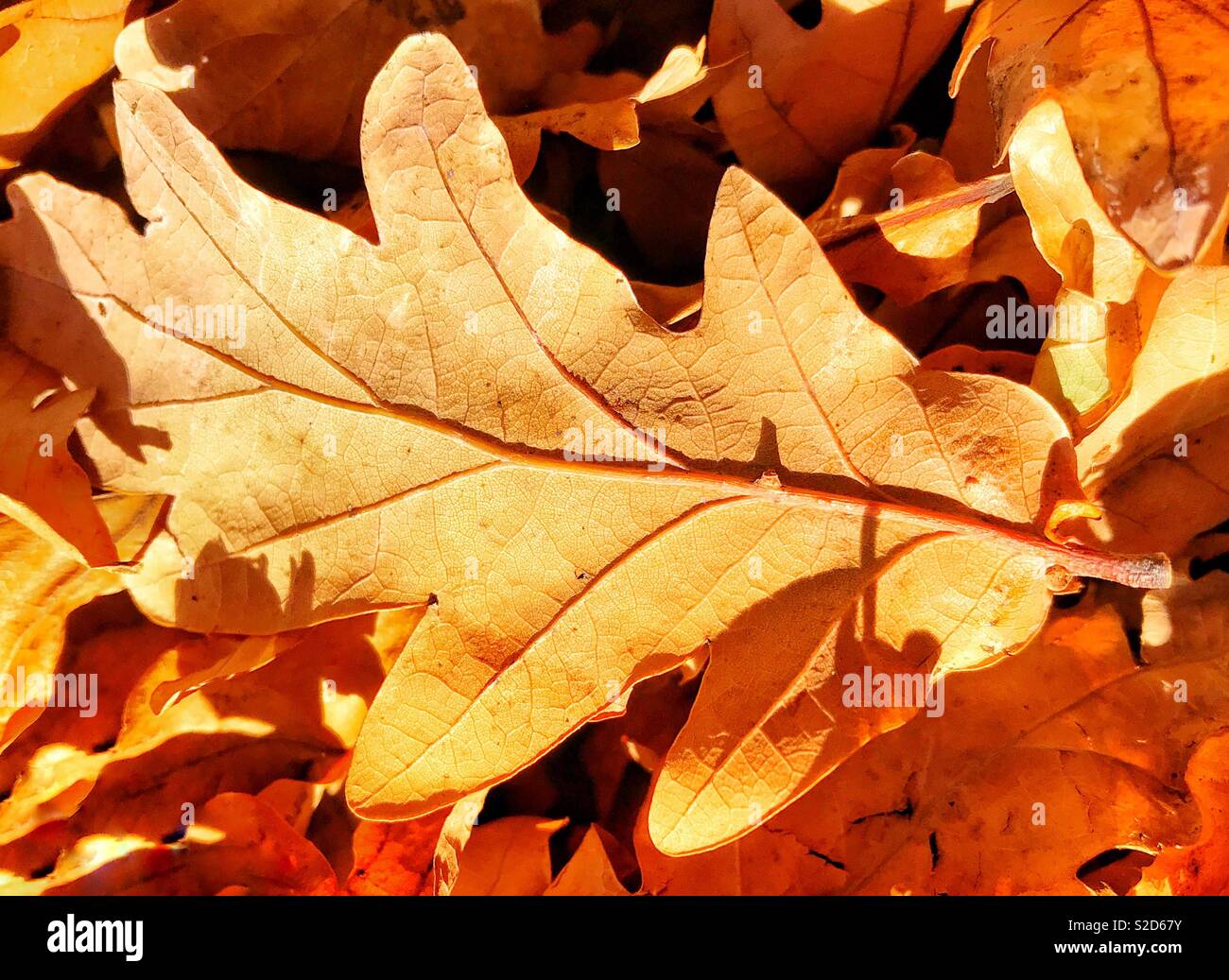 Gefallene Blätter im Herbst Stockfoto