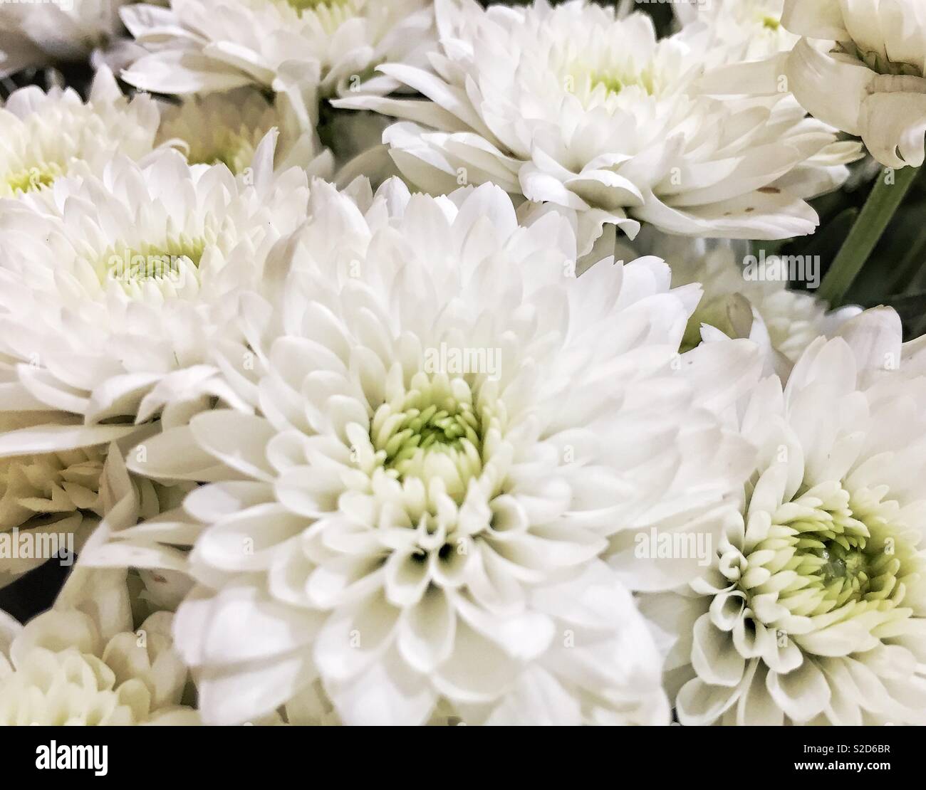 White chrysanthemums Fotos und Bildmaterial in hoher Auflösung Alamy