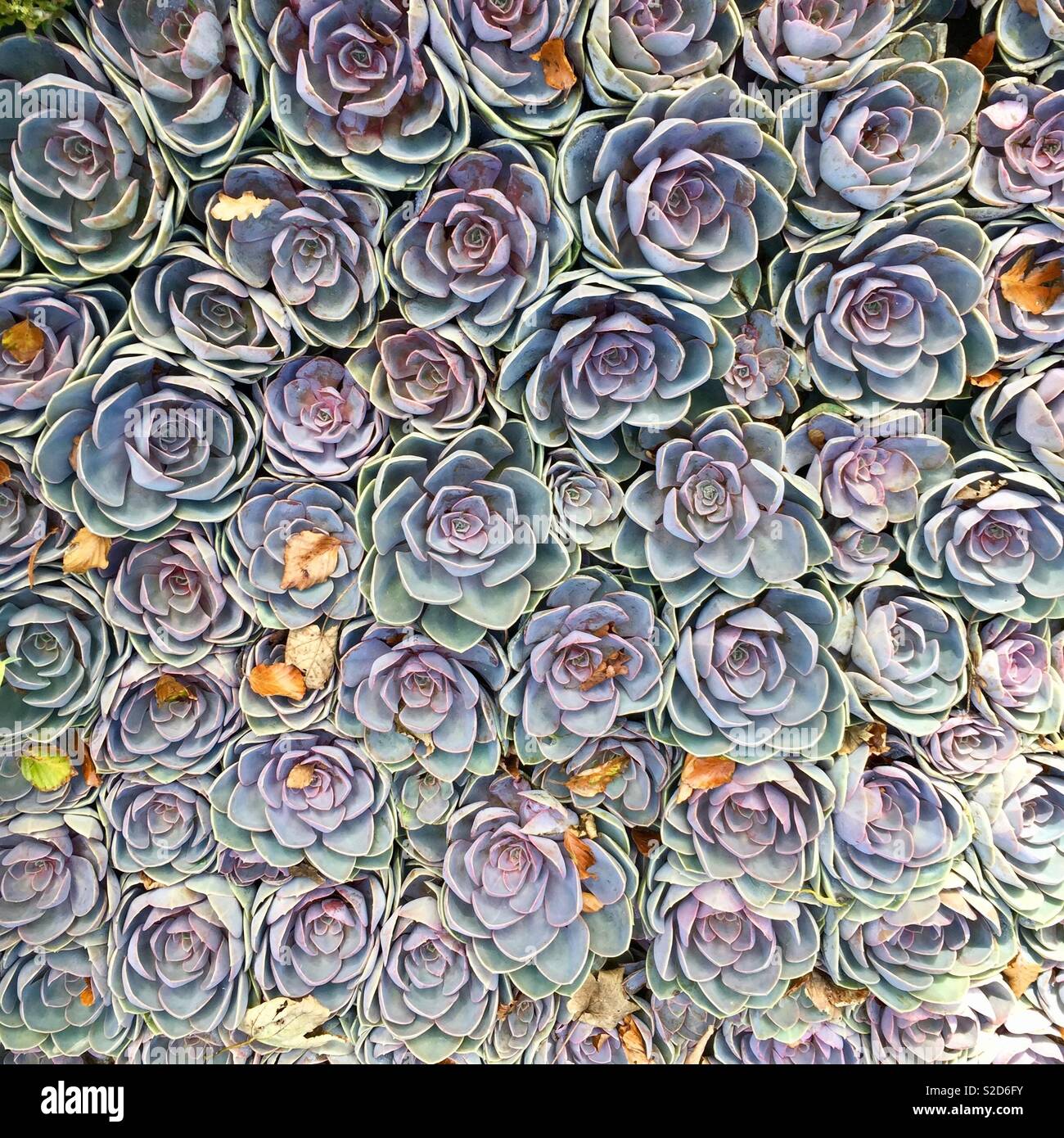 Lila Blüten in Walmer Castle Gärten Stockfoto