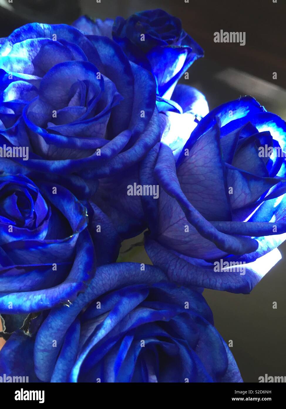 Bündel von Blue Roses Stockfoto