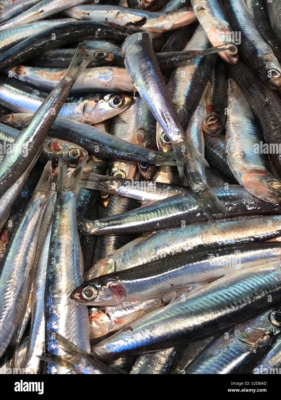 Sardinen - Smartphone-aufgenommenes Stockfoto