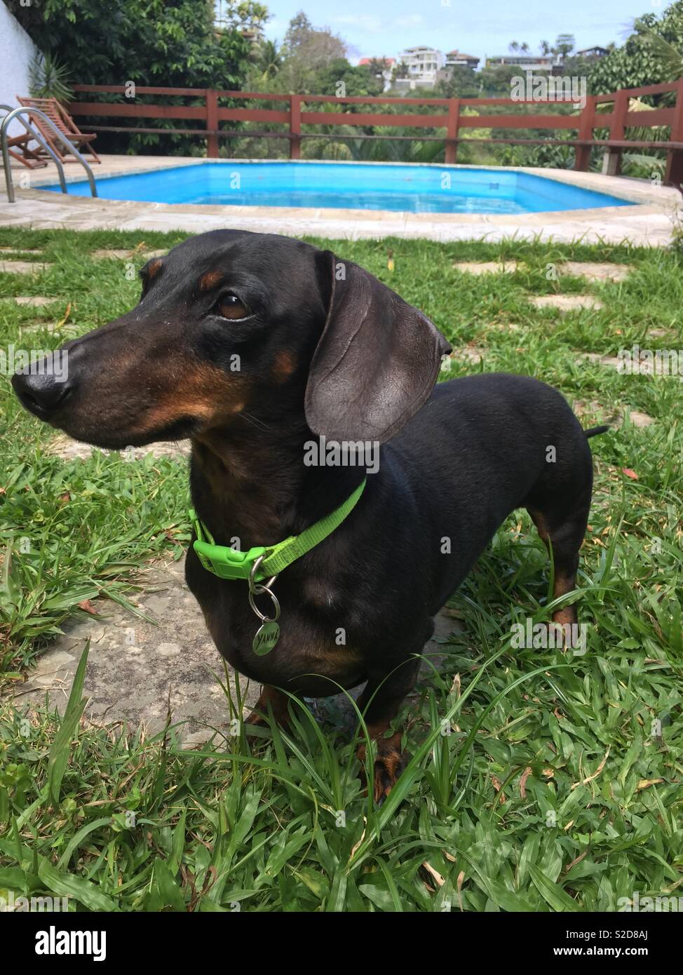 Niedlichen dackel Hund aus Brasilien an einem sonnigen Tag Stockfoto