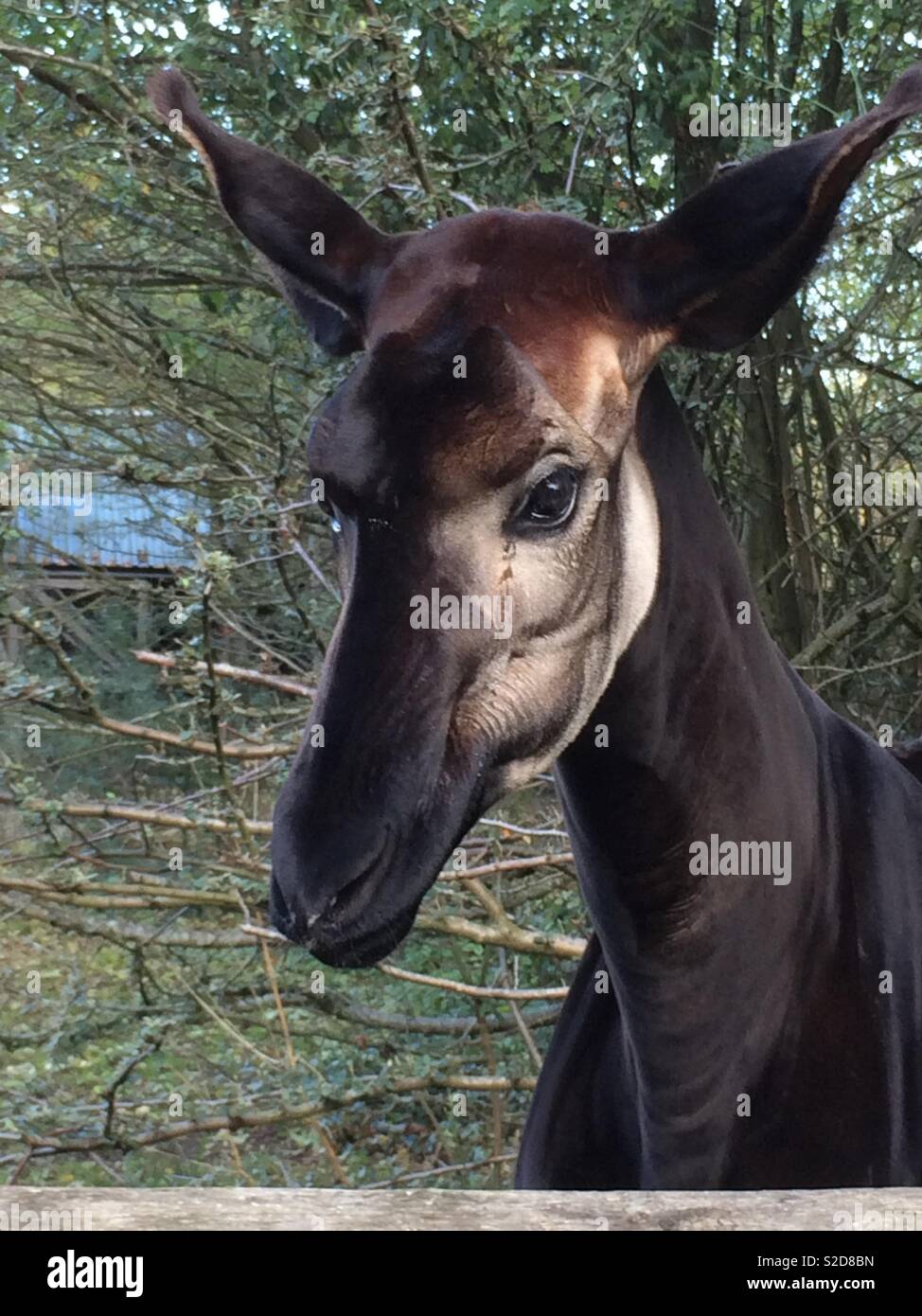Weibliches Okapi Kopf Und Hals Stockfotografie Alamy