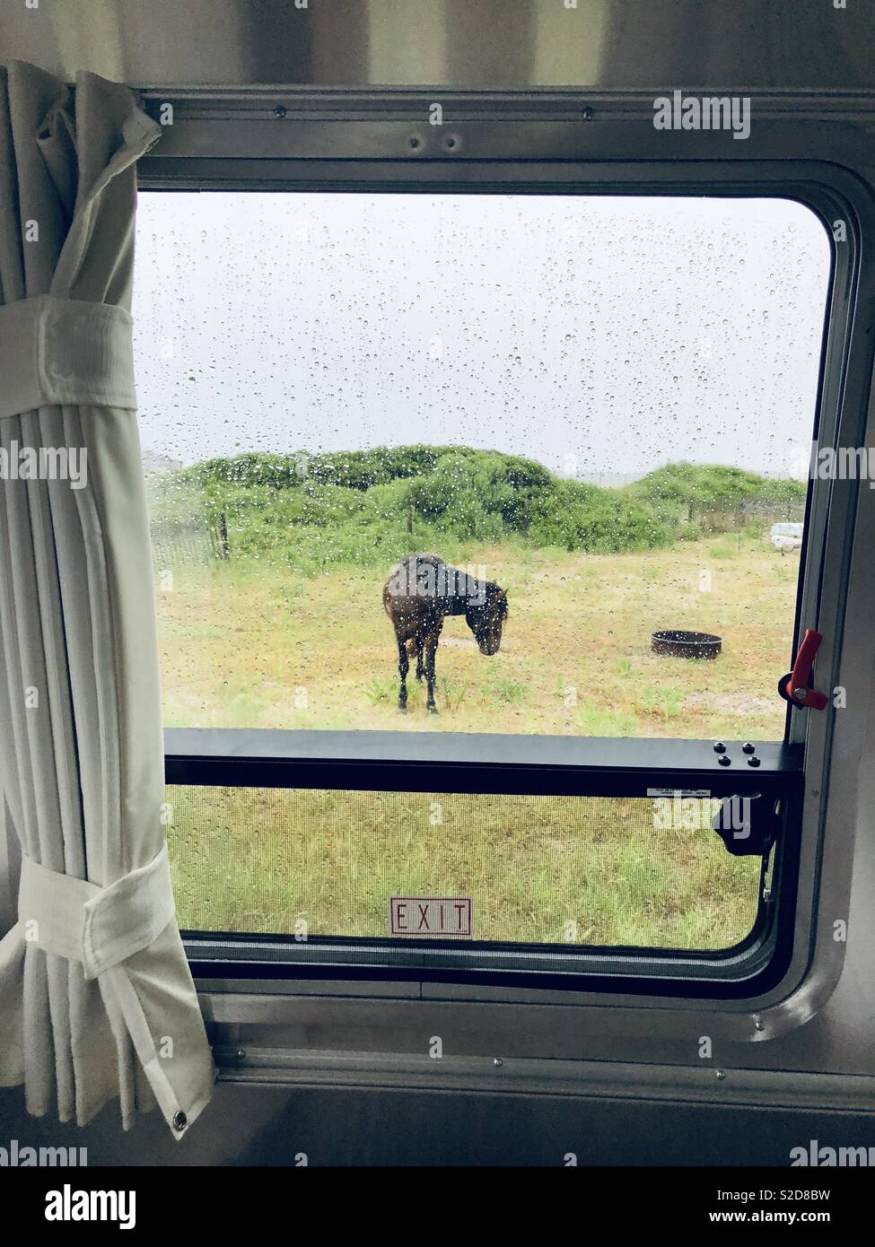 Die trailer Fenster auf einem wilden Pferd bei Assateague Island State Park, MD, USA. Stockfoto