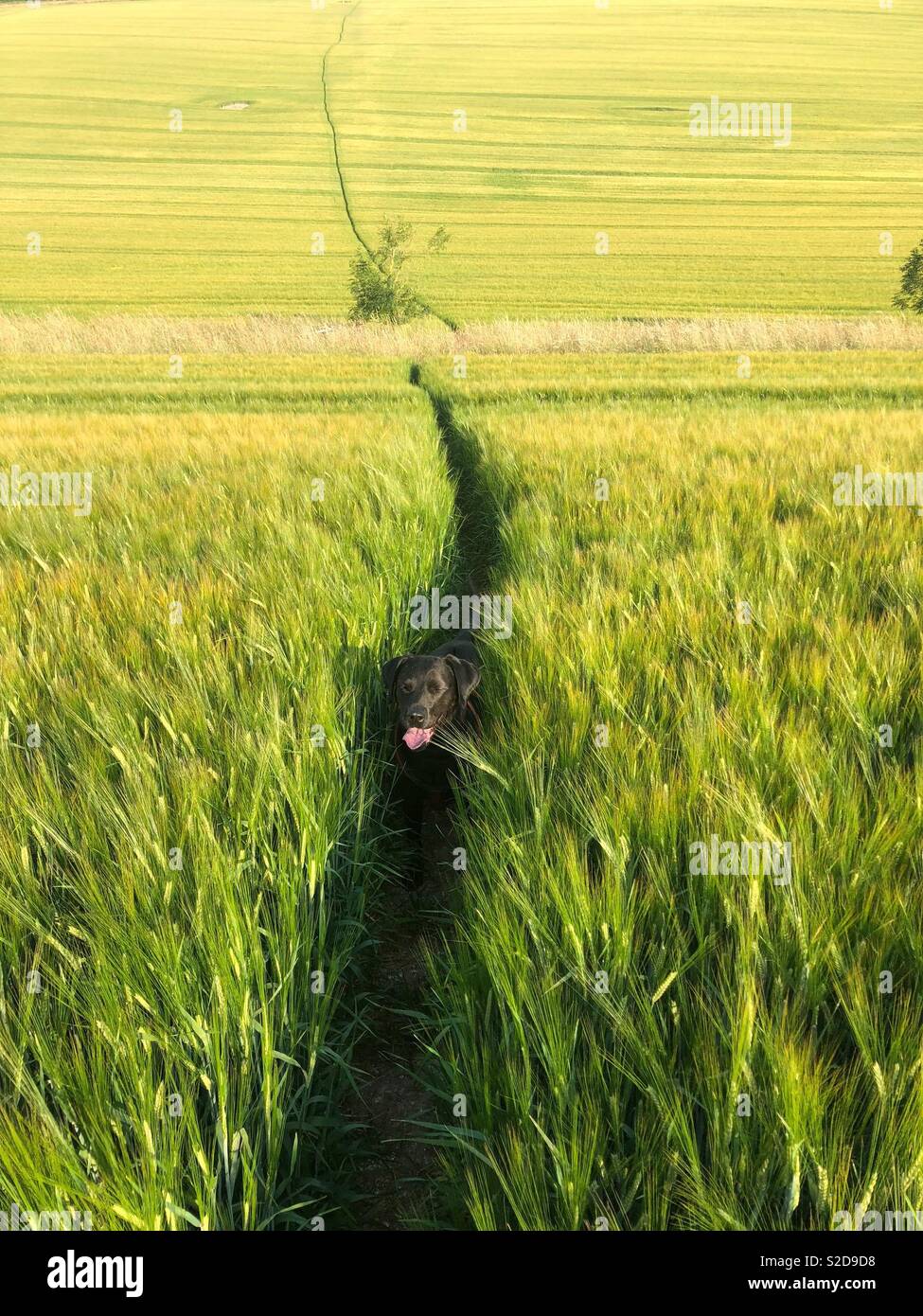 Schwarzer Hund Spaziergang durch Getreidefeld Happy Travels Stockfoto