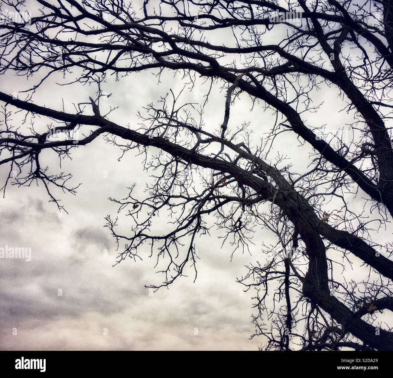 Spooky Dark Tree gegen Vorahnung Wolken Stockfoto