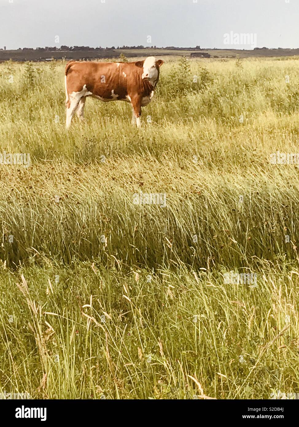 Kuh im Feld Stockfoto