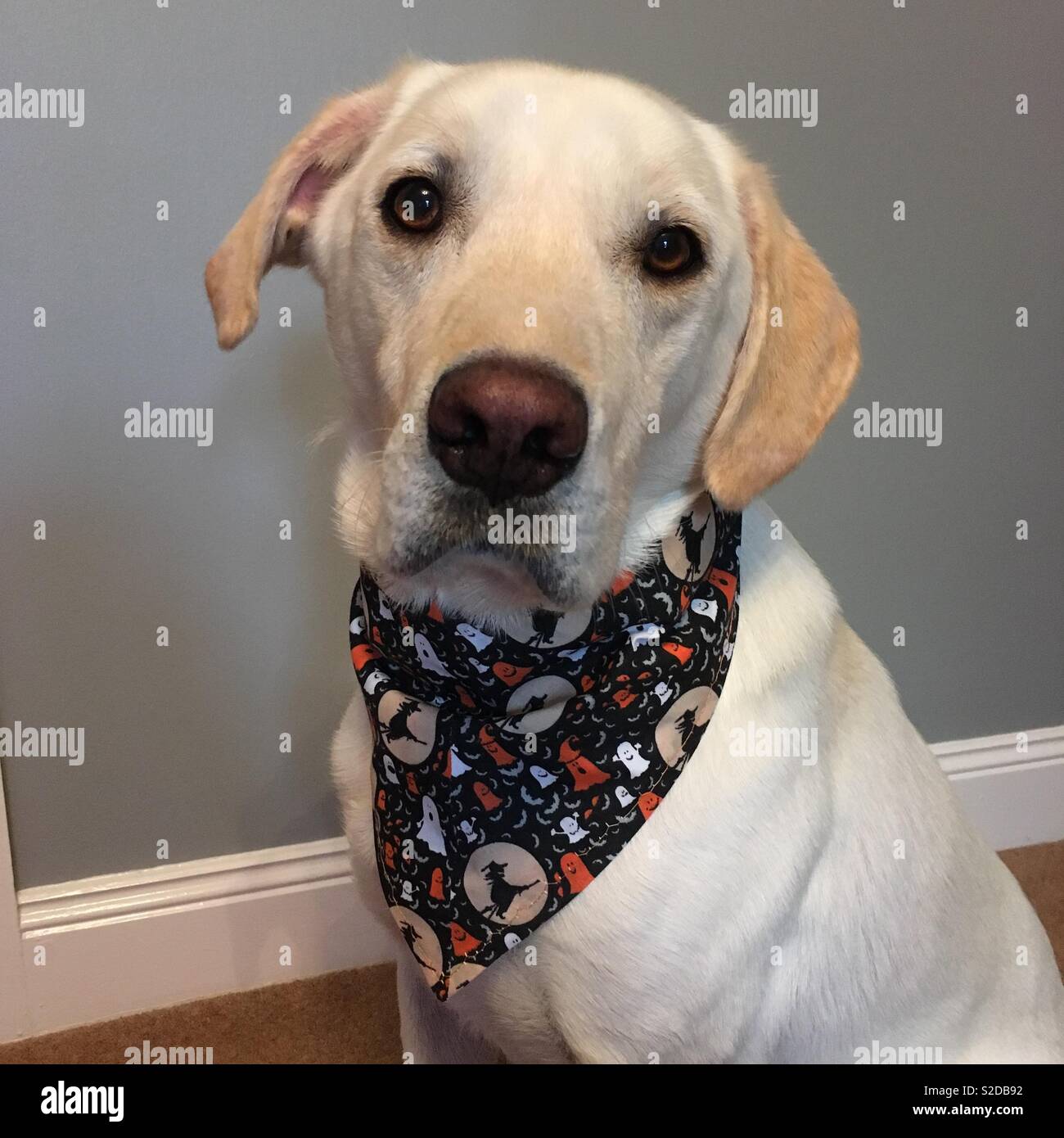 Labrador in einem Bandana Stockfoto