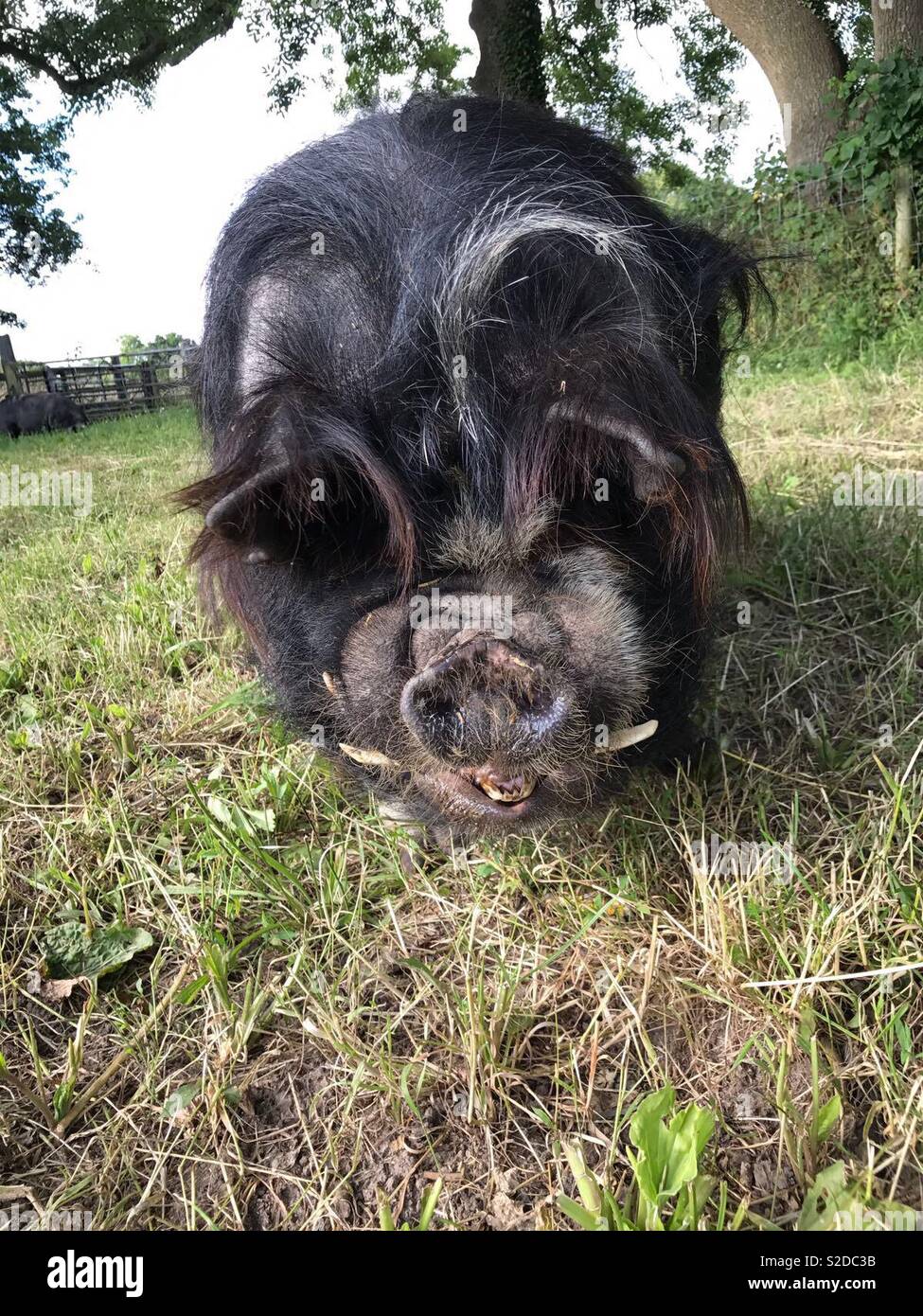 Lustige Schwein Stockfotografie Alamy