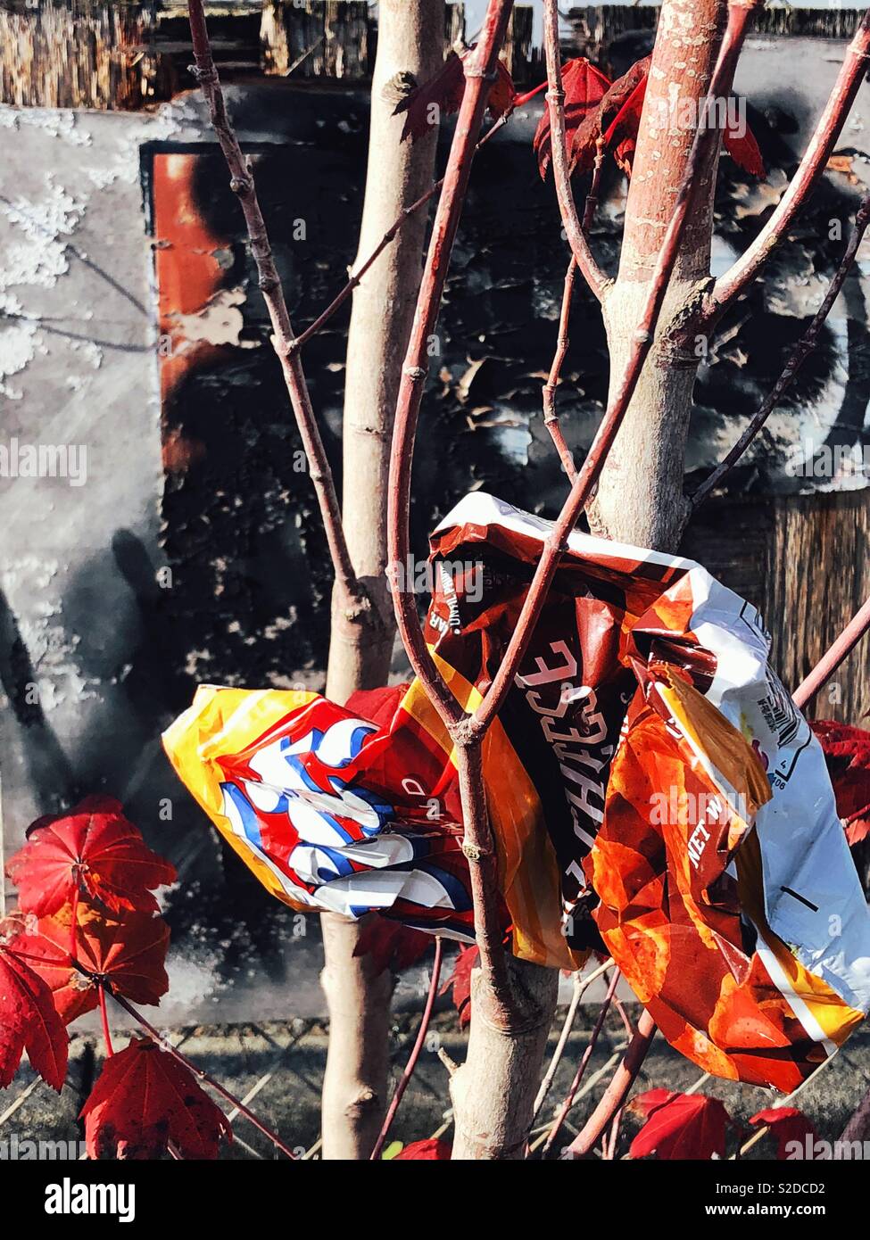 Leere Tüte Chips in Zweige in der Stadt klemmt - Smartphone-aufgenommenes Stockfoto