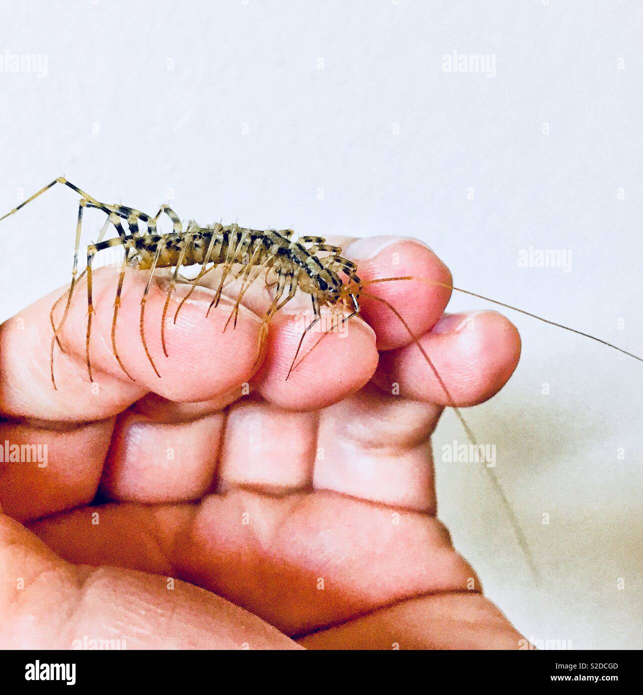 Der menschlichen tausendfüßler Fotos und Bildmaterial in hoher Auflösung Alamy