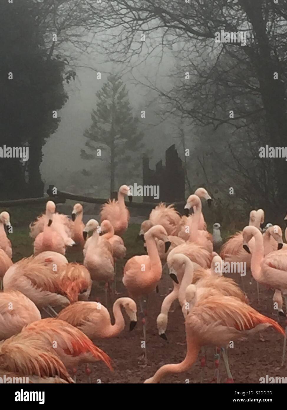 Rosa Flamingos im Nebel Stockfoto