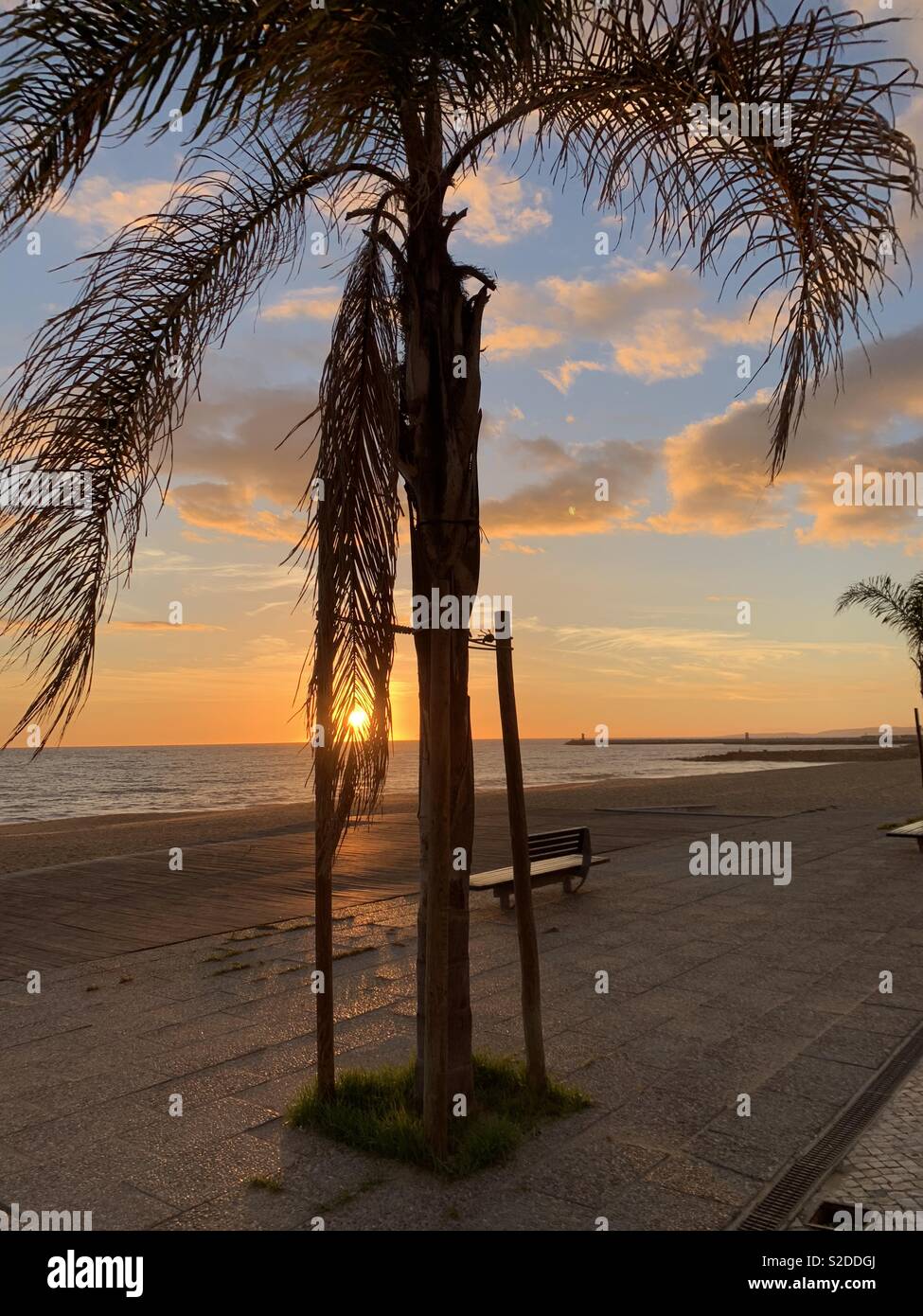 Sonnenuntergang, Palme, Portugal, Sand, Meer Stockfoto