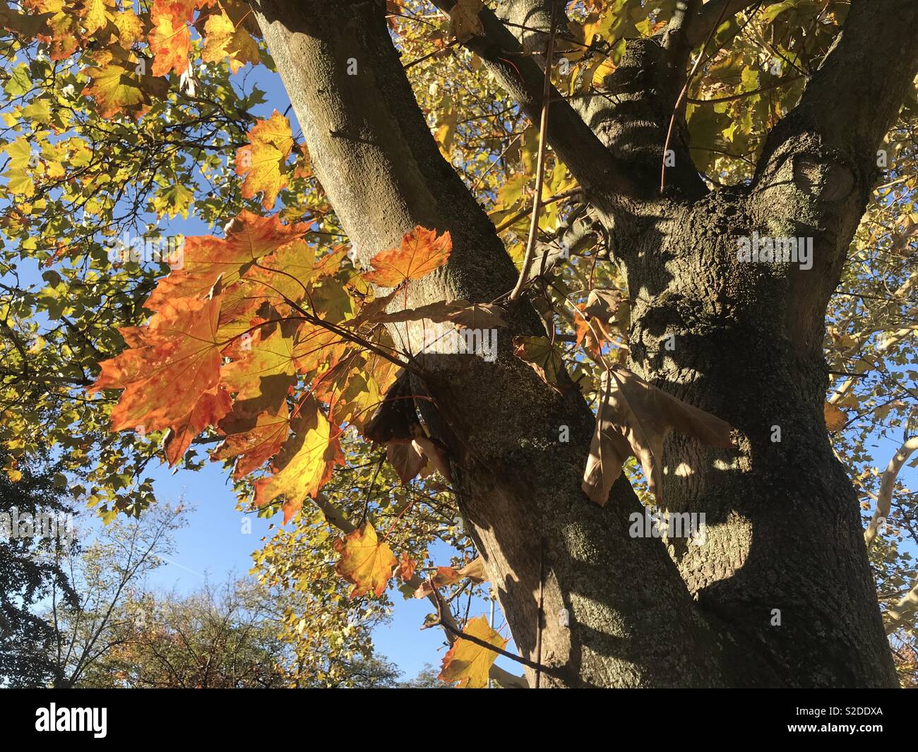 Herbst Laub Details Blätter Stockfoto