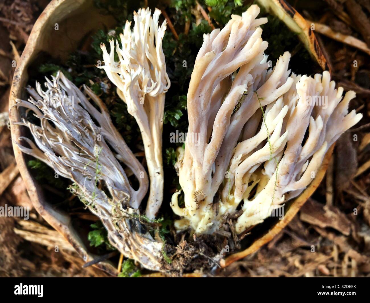 Weiße Koralle Pilze Crested. Stockfoto