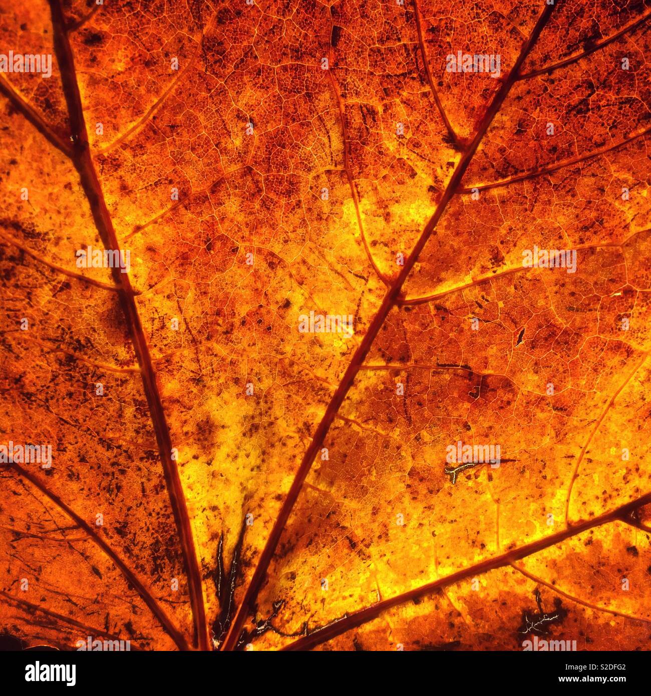 Herbst Blatt detail Stockfoto