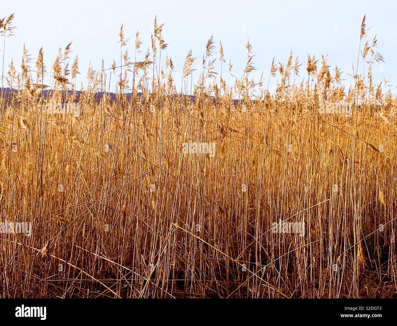 Lange trockene Gras in einem Winter. Stockfoto