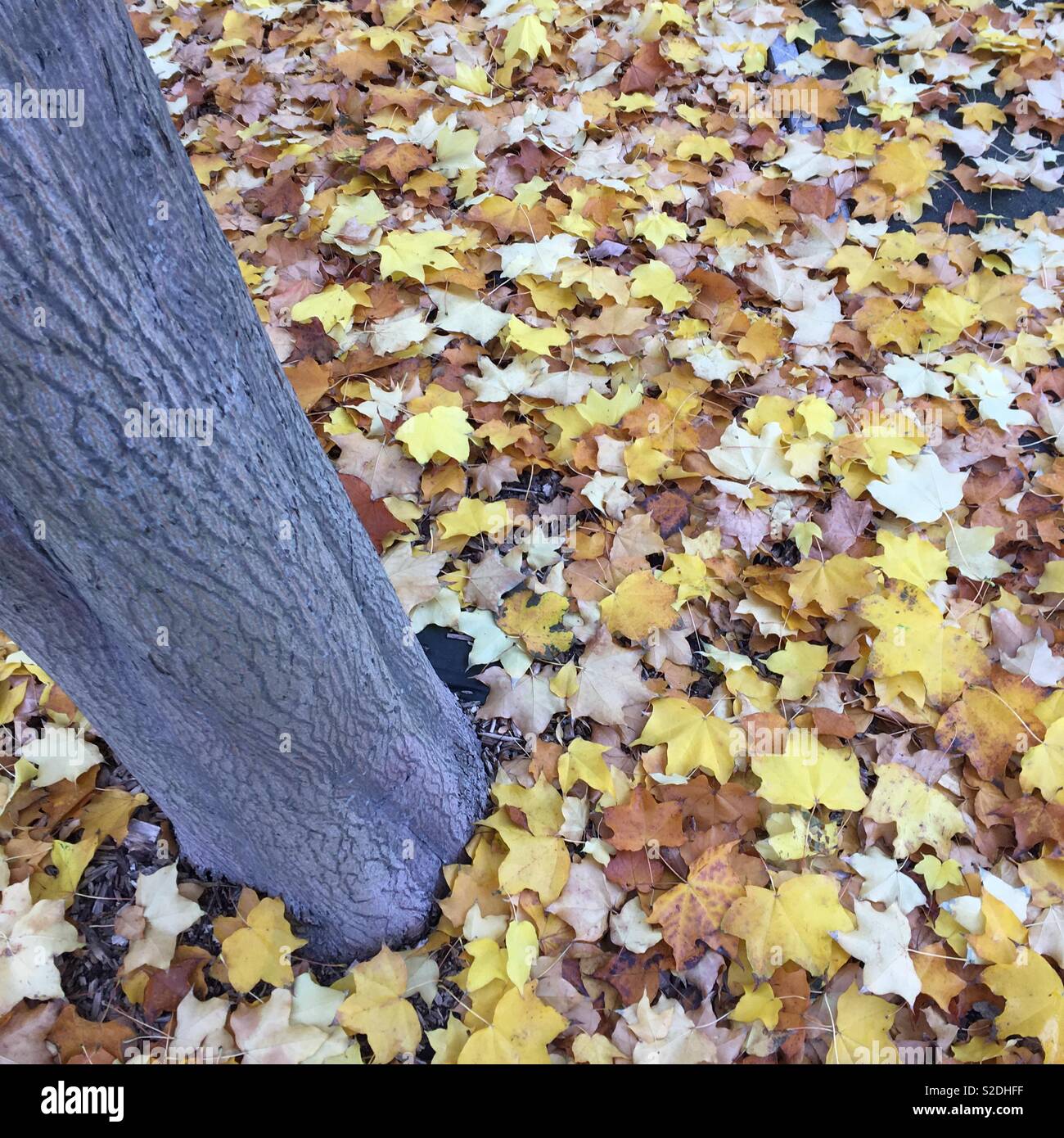 Herbst in London Stockfoto