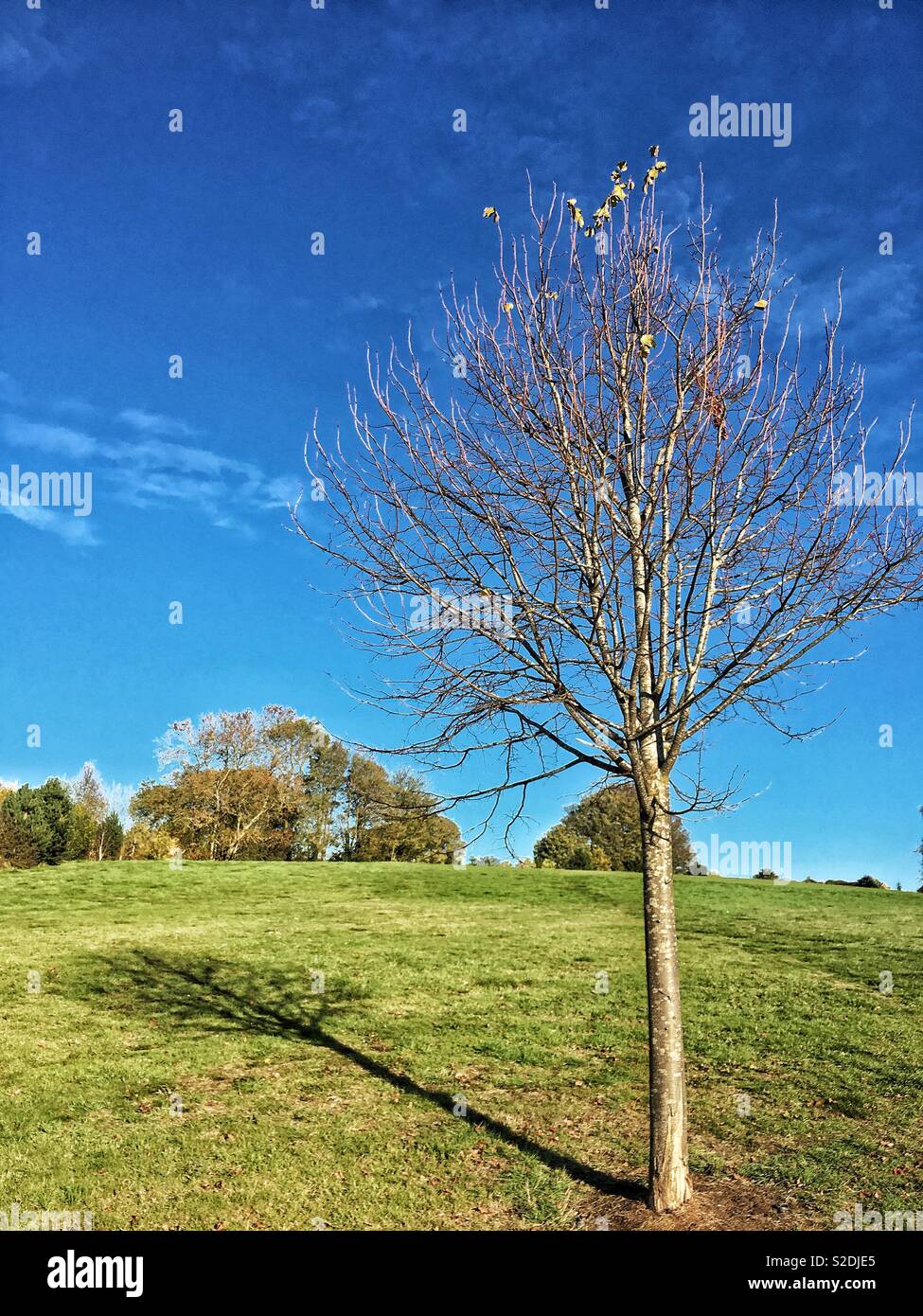 Kleiner Baum mit nur ein paar Blätter links, mit Schatten auf Gras. Stockfoto
