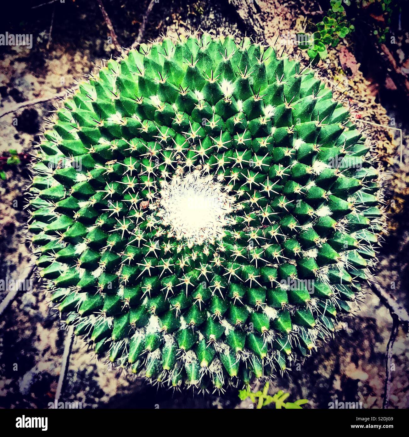 Ein grüner Kaktus in einem Wald in Lachatao, in der Sierra Madre von Oaxaca, Mexiko - Smartphone-aufgenommenes Stockfoto