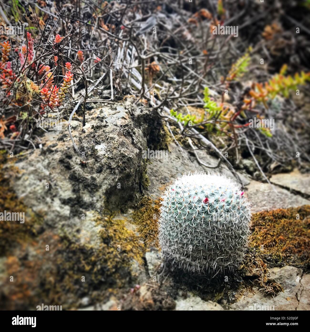 Ein Kaktus in einem Wald in Lachatao, in der Sierra Norte von Oaxaca, Mexiko - Smartphone-aufgenommenes Stockfoto