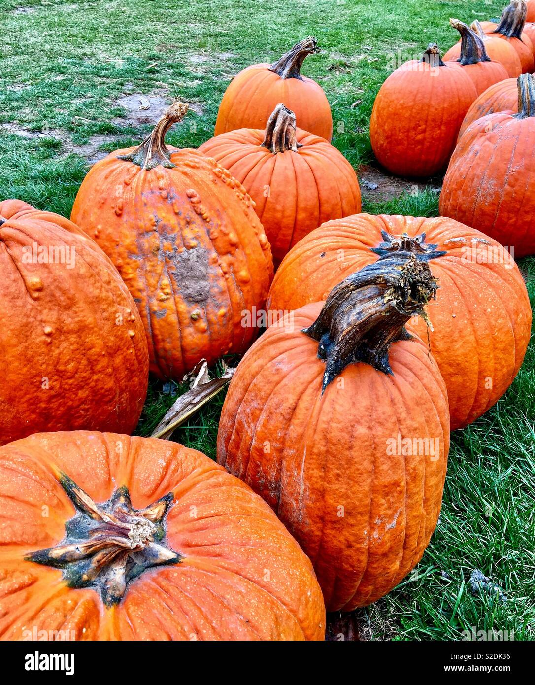 Reihe von orange Kürbisse mit einem warty Kürbis und eine mit einem sehr großen Kürbis Stammzellen Stockfoto