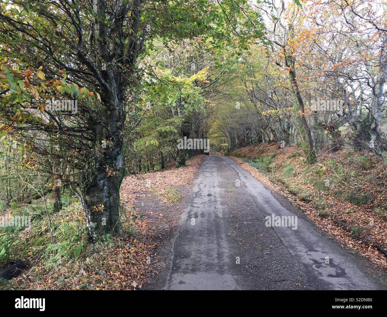 Eine Straße durch den Wald. Stockfoto