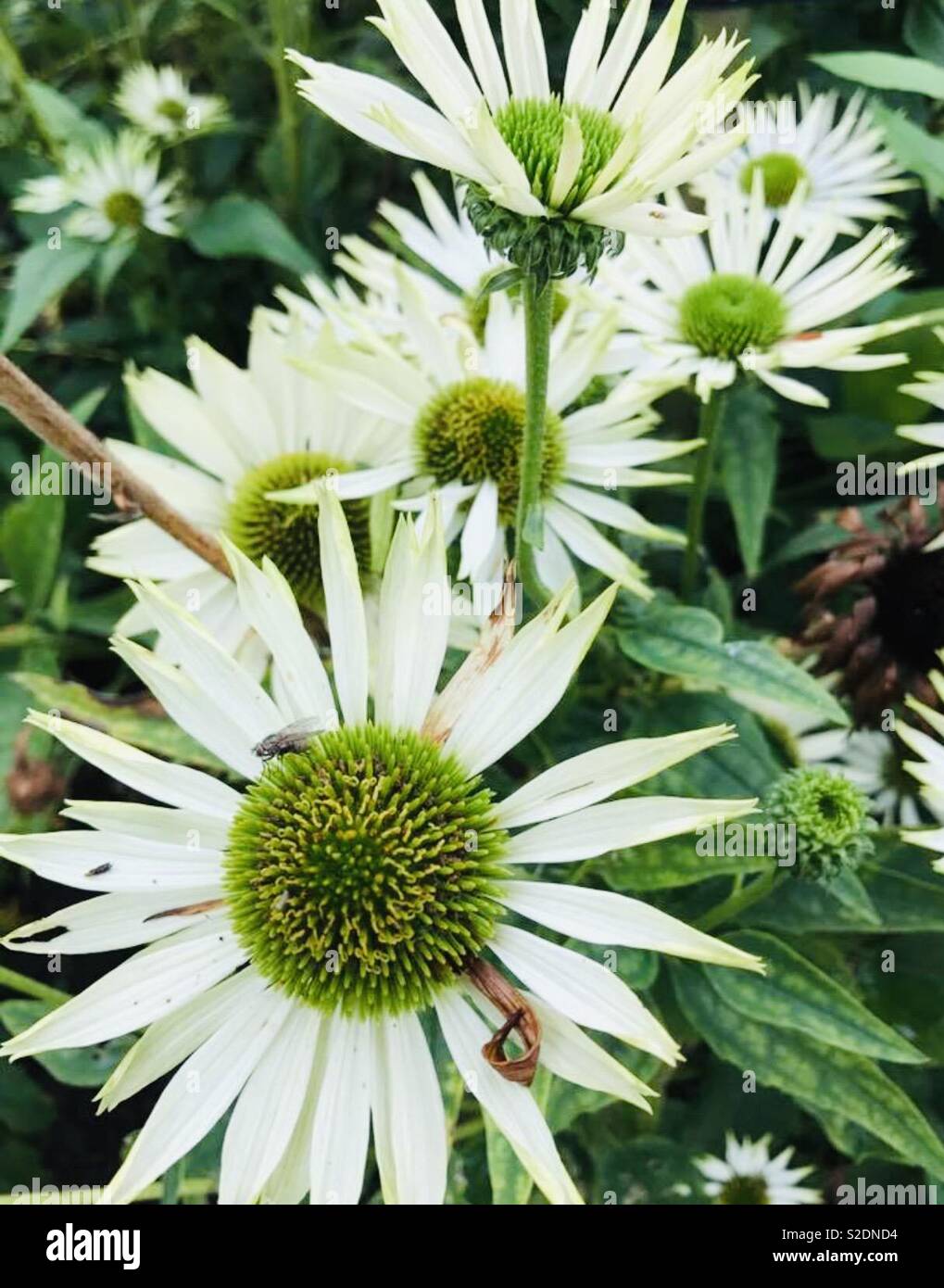 Weißen echinacea Stockfoto