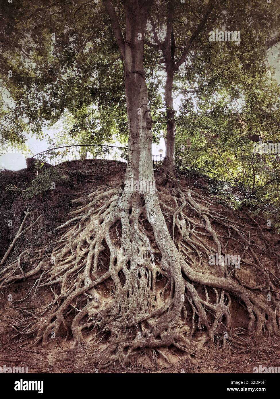 Die Medusa Baum. Falls Park, Greenville SC Stockfoto