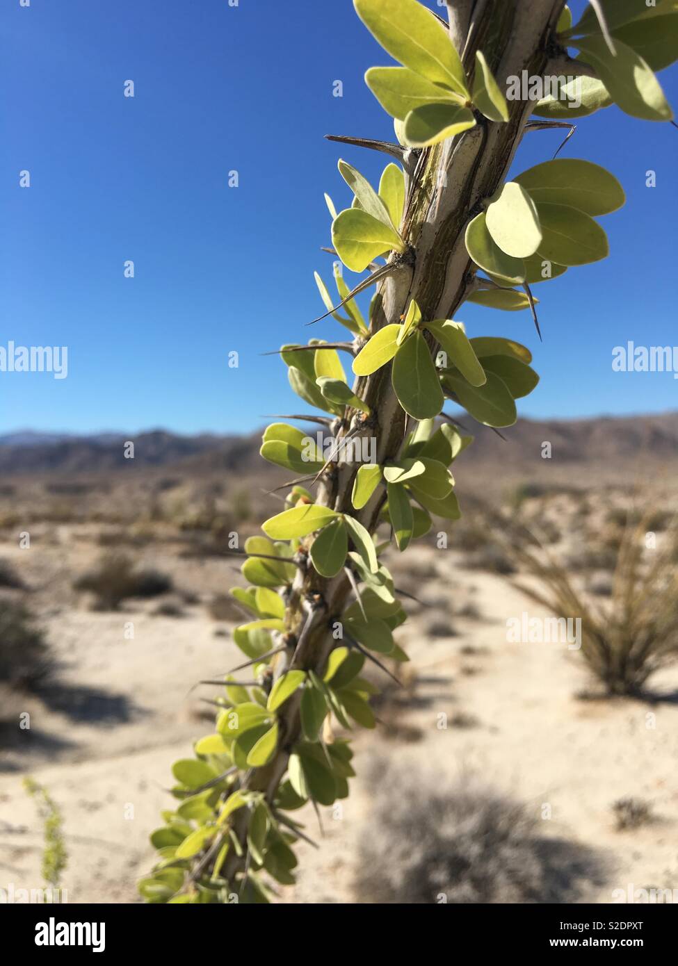 Morgen Licht hebt die Blätter eines Ocotillo (Fouquieria splendens) Pflanze, Anza-Borrego Desert State Park, CA, USA Stockfoto