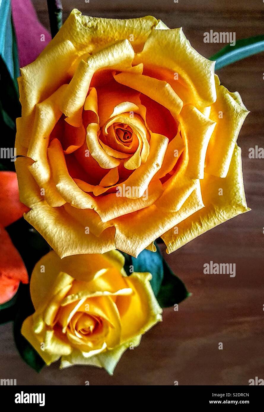 Schöne gelbe Rosen - Smartphone-aufgenommenes Stockfoto