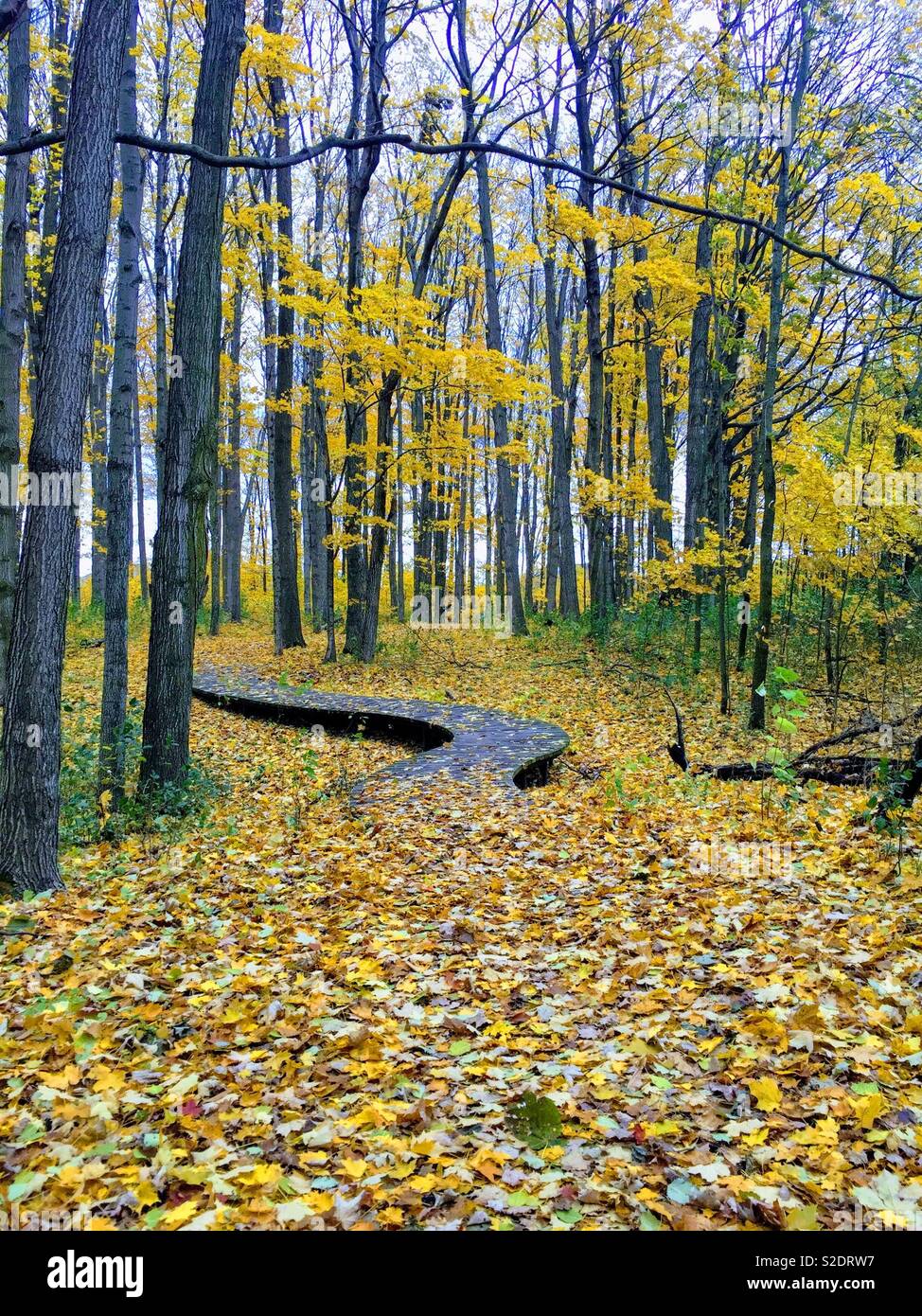 Fallen Blätter gelb Trail bridge Wald Stockfoto