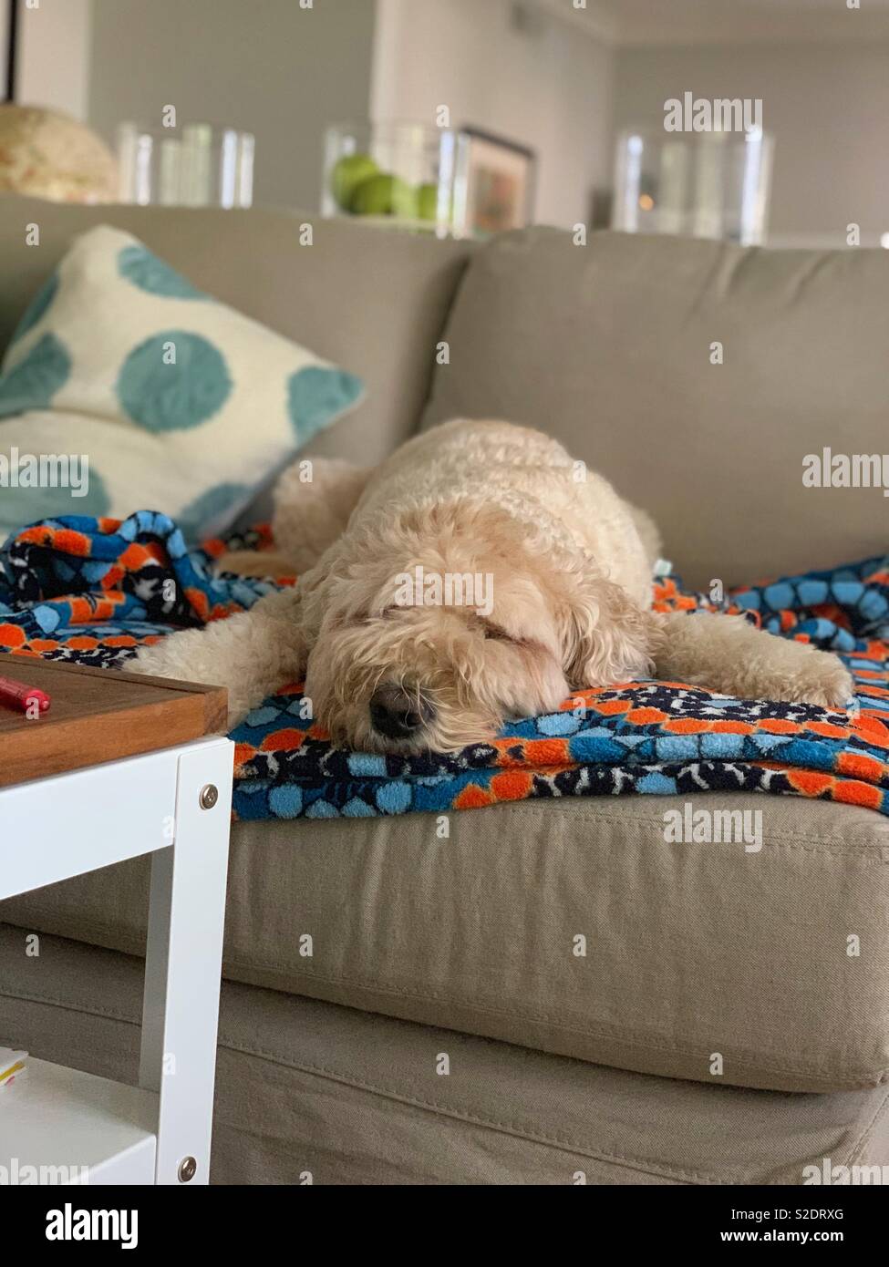 Goldendoodle schläft bequem auf der Couch. Stockfoto