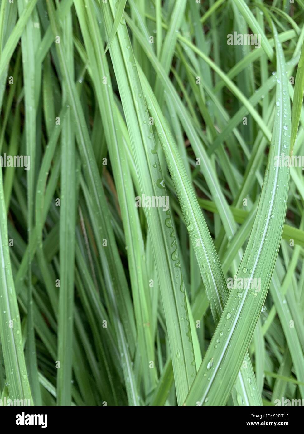 Wild lange Gras Muster - Smartphone-aufgenommenes Stockfoto