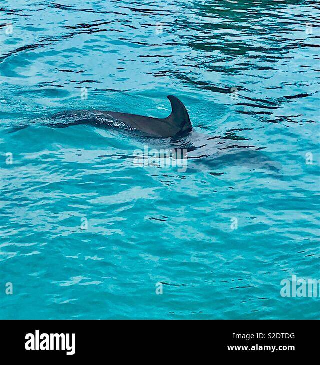 Delphin Schwimmen in Grand Cayman Stockfoto