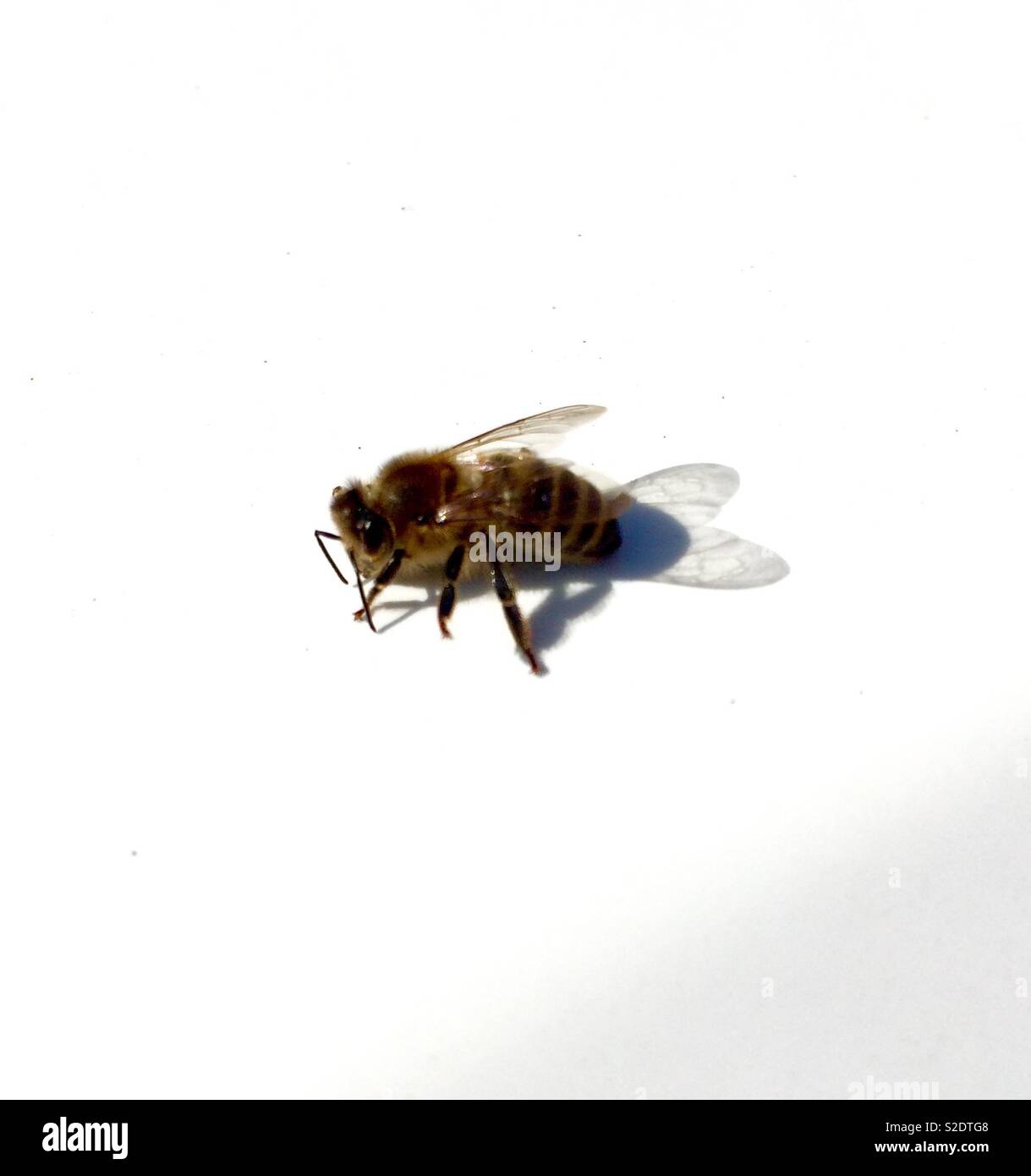 Honig Biene auf weißem Hintergrund Stockfoto